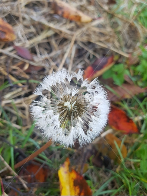 민들레,살얼음,자연,식물,자연의신비,민들레씨