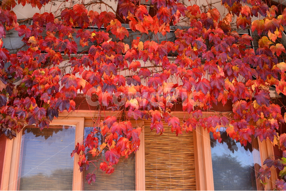 가을,단풍,나무,계절,색깔,창문,선비촌,가을,계절,fall,autumn,season,leaf,잎,plant,식물,tree,maple