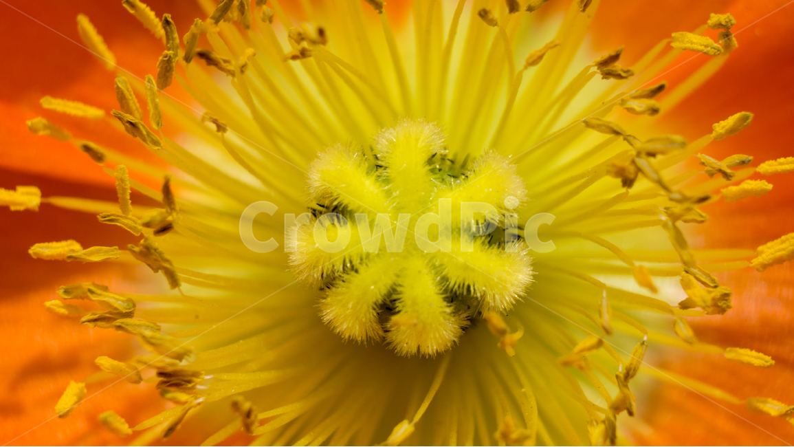 꽃,봄꽃,자연,봄,꽃잎,꽃송이,꽃술,macro,접사,근접사,closeup,봄,계절,spring,season,식물,자연,plants,nature,꽃,flower,plant