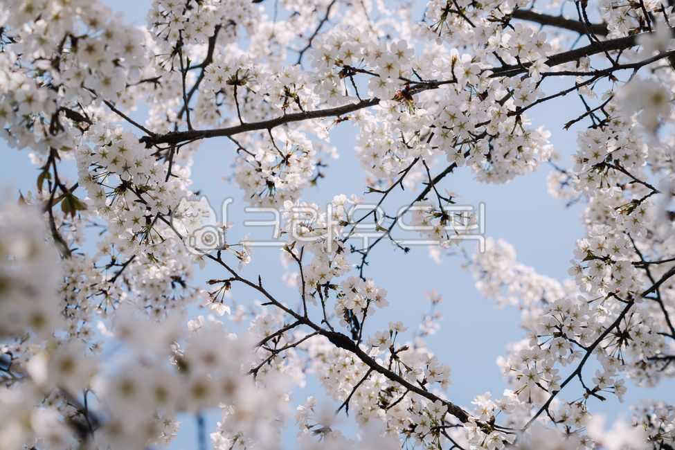 spring,sky,cherry blossom tree,Cherry Blossom,nature,background,cherryblossom,flower