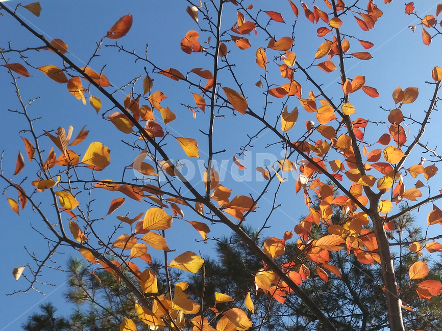 leaf,잎,plant,식물,가을,하늘,푸른색,나뭇가지,나뭇잎,autumn,blue,sky