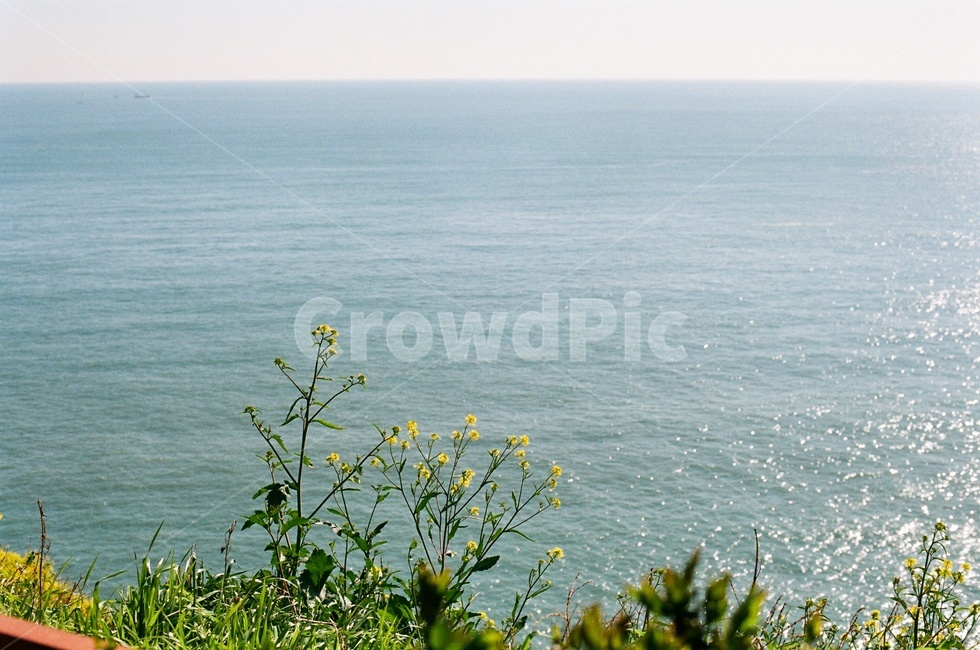 필름사진,필름,바다,윤슬사진,윤슬,자연,유채꽃,봄꽃,봄,spring,warm,flower,Brassicanapus,film,filmphotography,sea,nature,자연,풍경,nature,landscape