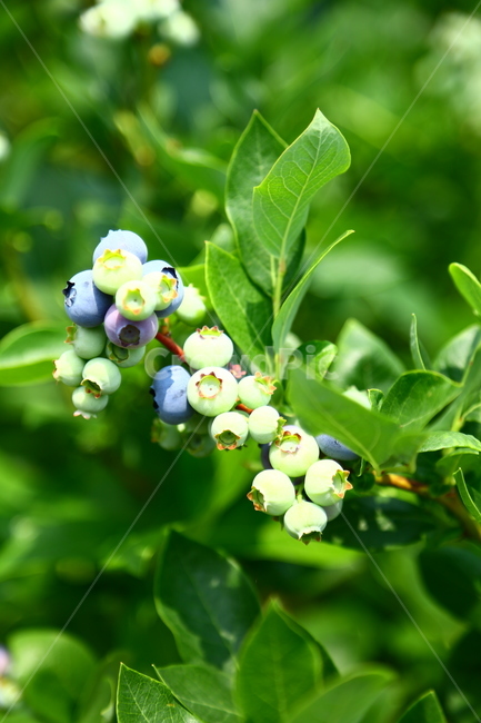블루베리,베리,과일,나무,식품,농장,과수원,묘목,과수,blueberry,berry,fruit,tree,food,farm,orchard,seedling,fruittree,식물,자연,plants,nature,과일,열매,fruit