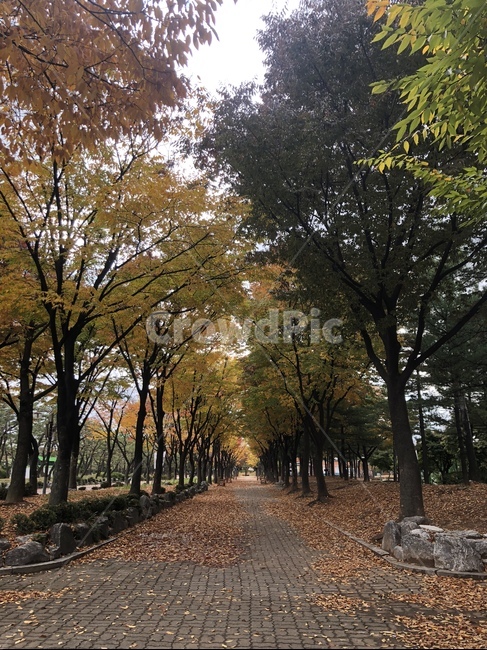 가을,단풍,공원,낙엽,10월,가을,계절,fall,autumn,season,식물,자연,plants,nature,나무,trees,wood,tree,plant,tree trunk,나무 줄기