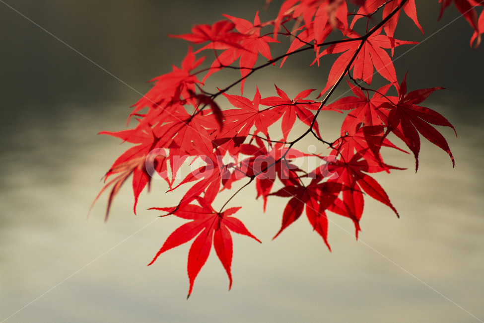 단풍,붉은단풍,가을풍경,단풍잎,autumn,mapleleaf,계절,fall,season