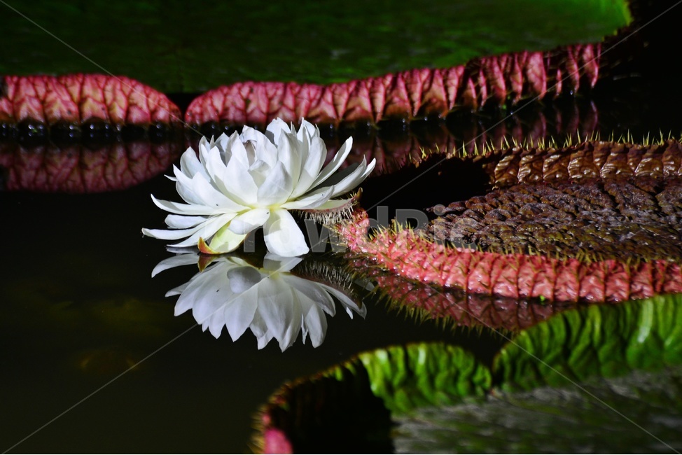 flower,blossom,꽃,petal,꽃잎,plant,식물,부여,궁남지,연꽃축제,수련,연꽃,백련,빅토리아연,빅토리아연꽃,연잎