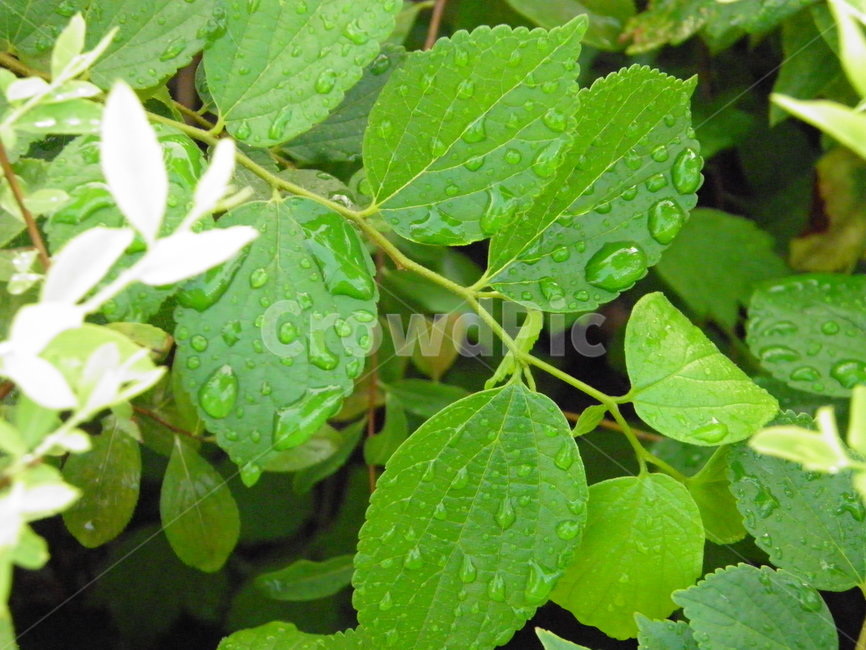 plant,식물,leaf,잎,빗방울,나뭇잎