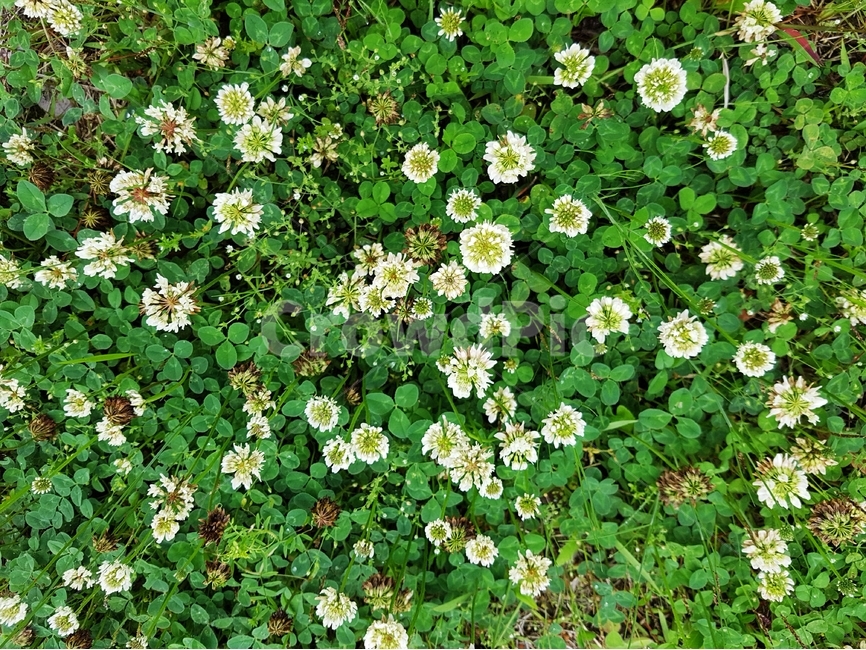 토끼풀,클로버,clover,식물,비료식물,꽃,하얀꽃,풀,잡초,식물,자연,plants,nature,꽃,flower