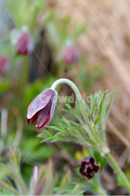 할미꽃,봄꽃,꽃,배추흰나비,나비,봄소식,자연,4월,식물,자연,plants,nature,꽃,flower