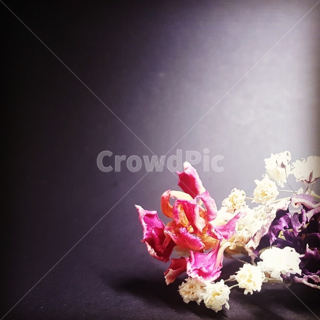 식물,꽃,드라이플라워,말린꽃,감성,식물,자연,plants,nature,꽃,flower