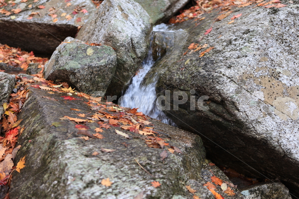 단풍,가을,계곡,돌,낙엽,가을,계절,fall,autumn,season,plant,식물,leaf,잎,water,물