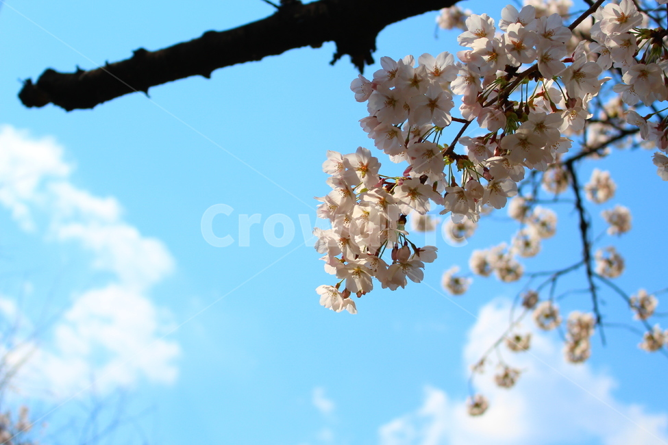 꽃,봄,벚꽃,소풍,꽃사진,봄,계절,spring,season,식물,자연,plants,nature,꽃,flower,plant