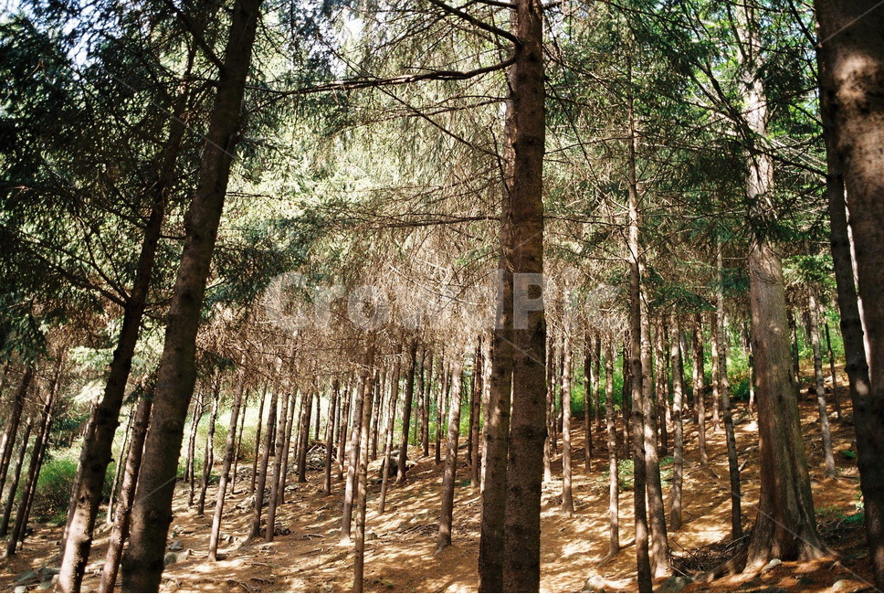 나무,자연,등산,여름,필름,자연,풍경,nature,landscape,tree,plant,식물,tree trunk,나무 줄기