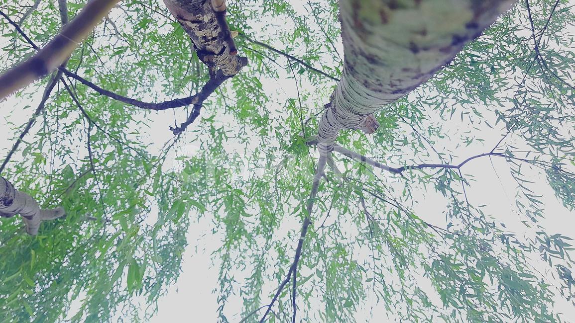 버들나무,나무,가을,휴식,그늘밑,나무그늘,식물,plant,tree,나무,trees,wood