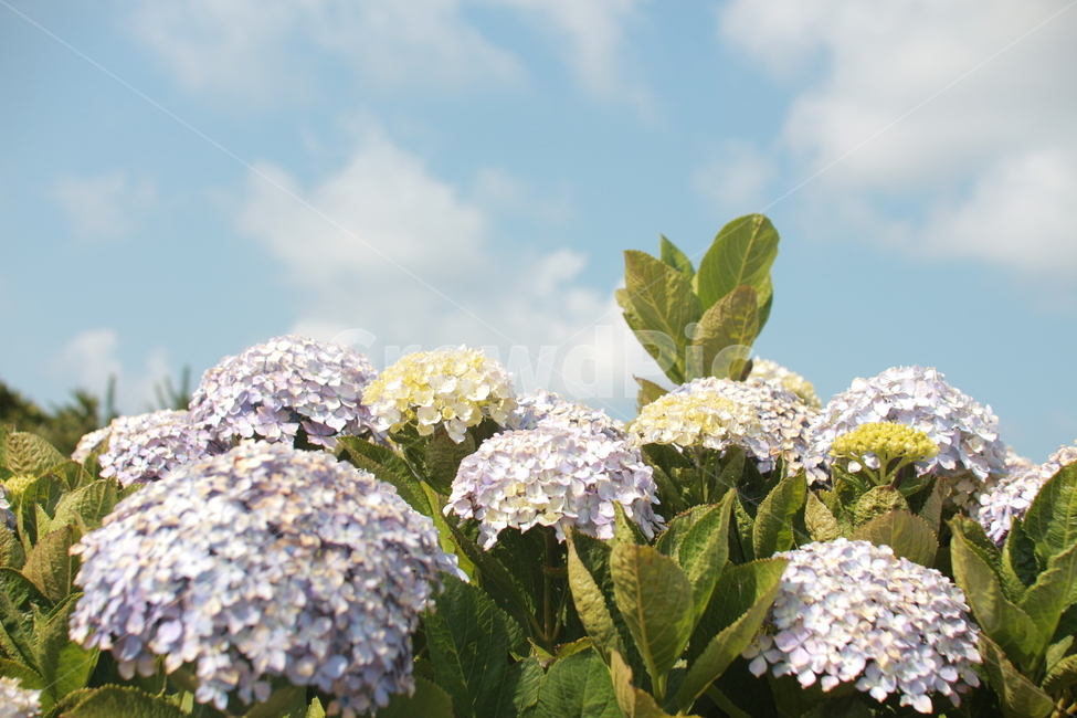 수국,하늘,꽃,여름꽃,파란하늘,식물,자연,plants,nature,꽃,flower