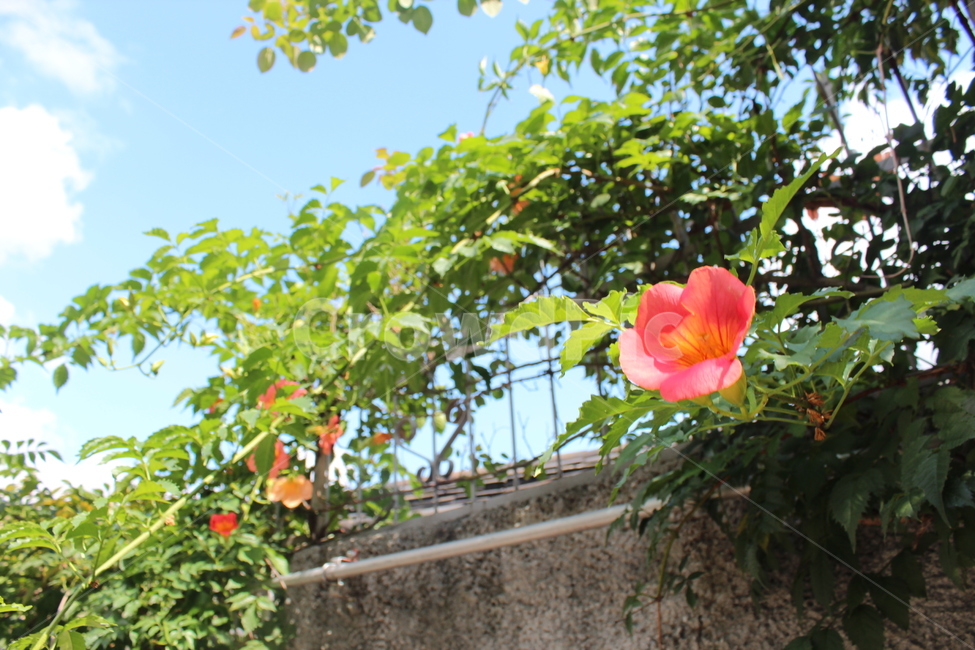 꽃,담장,봄,봄꽃,식물,봄날,spring,nature,flower,식물,자연,plants,nature,꽃,flower