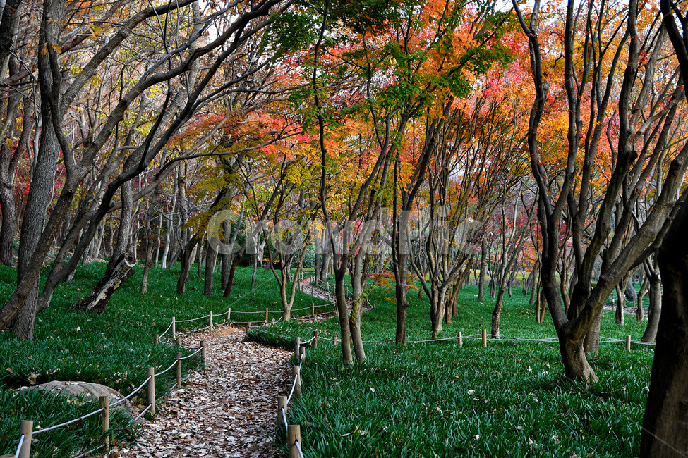 나무,단풍나무,식물,단풍,오솔길,가을,계절,fall,autumn,season