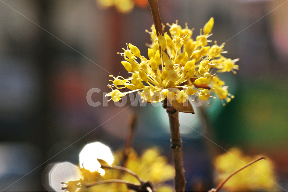 산수유,봄,노란색,소교목,계절,암수한꽃,약용,봄,계절,spring,season,식물,자연,plants,nature,꽃,flower,plant