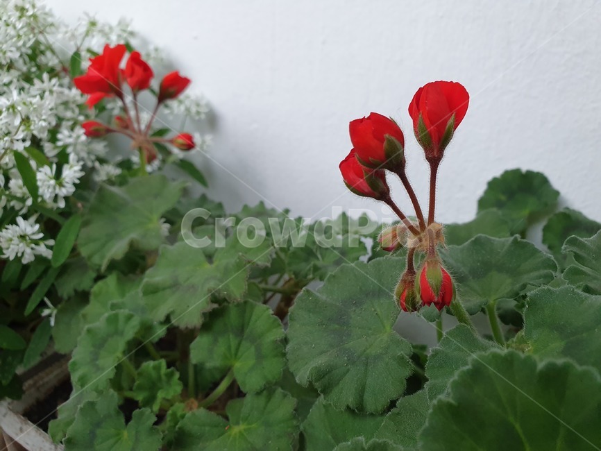 꽃,flower,제라늄,식물,blossom
