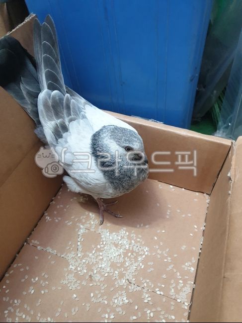 비둘기,흰,백비둘기,쌀,animal,동물,bird,새