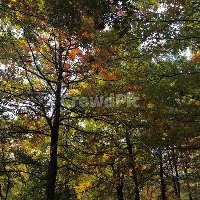 자전거길,숲,나무,자연,풍경
