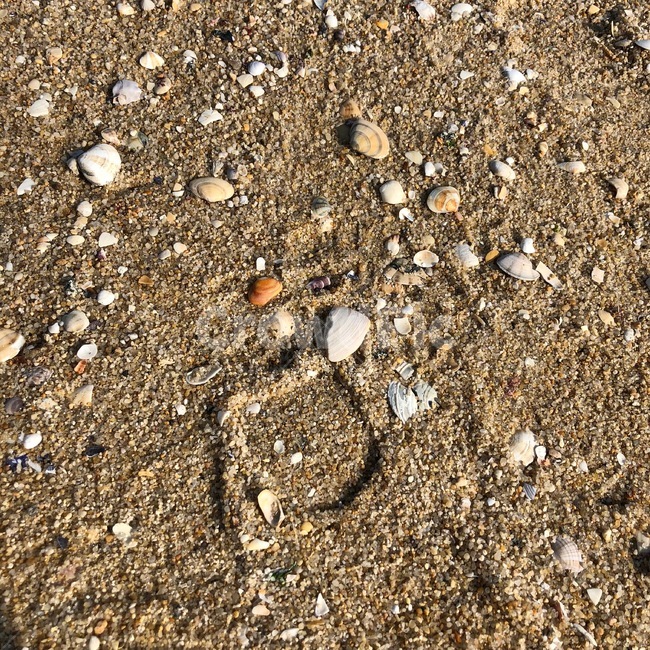바다,조개,모래사장,모래,자연,갈색,nature,해변,바다,beach,sea