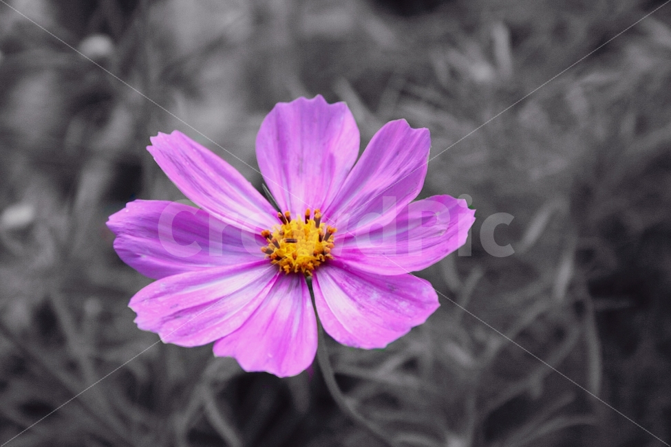 흑백사진,흑백,꽃,코스모스,가을,가을,계절,fall,autumn,season,식물,자연,plants,nature,꽃,flower,plant
