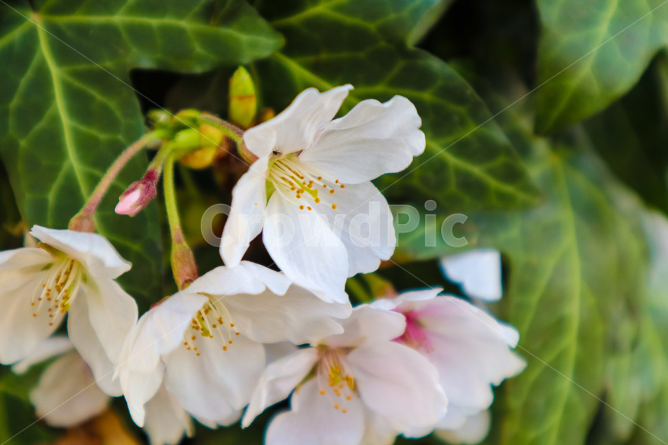 봄,꽃,벛꽃,나무,일상,감성,봄,계절,spring,season,식물,자연,plants,nature,꽃,flower,plant