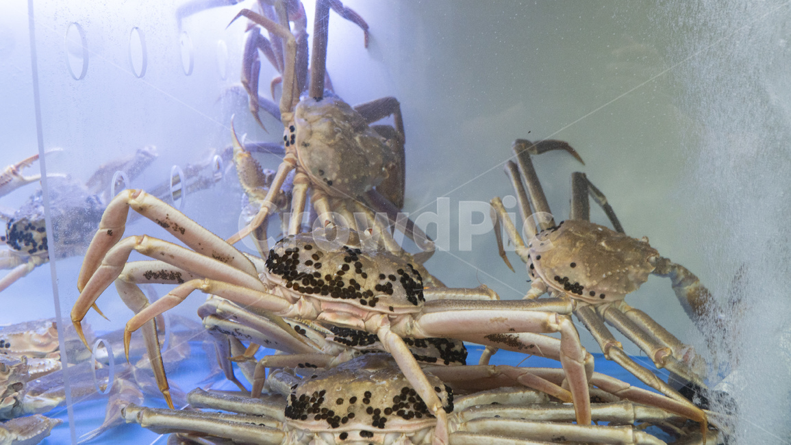 꽃게,스노우크랩,크랩,대게,러시아산,대게찜,수조,갑각류,crab,snowcrab,동물,animal