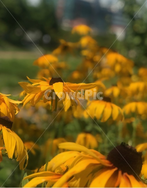 flower,행복,꽃,sunflower,해바라기