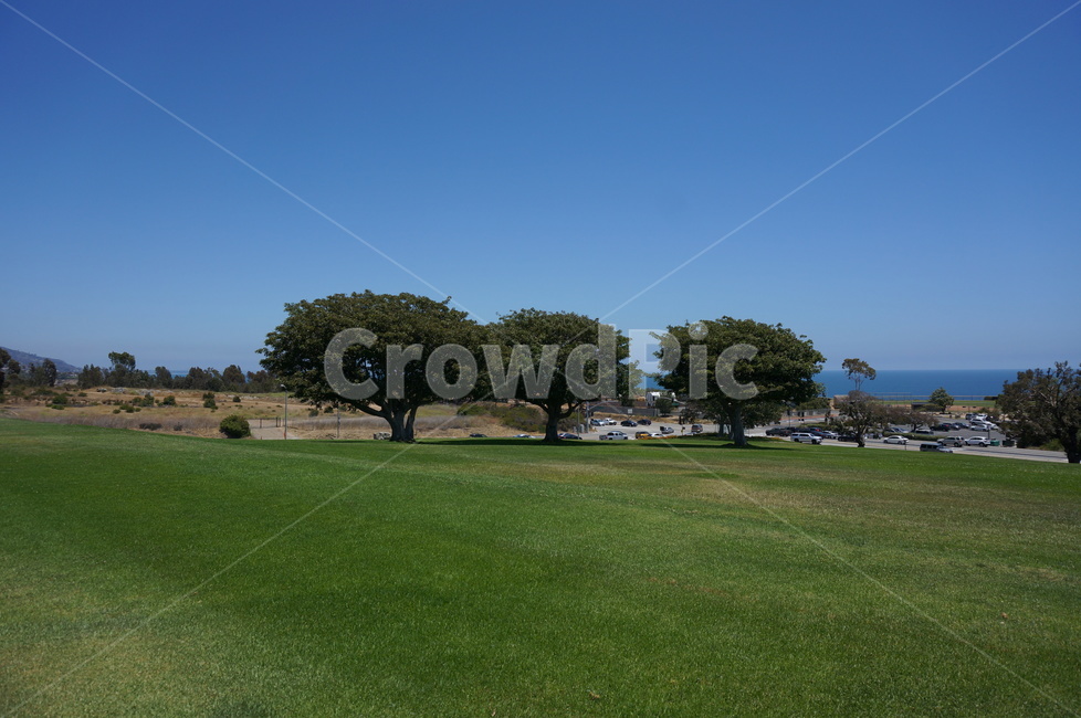 plant,grass,말리부,malibu,들,field,잔디,outdoors,나무,식물
