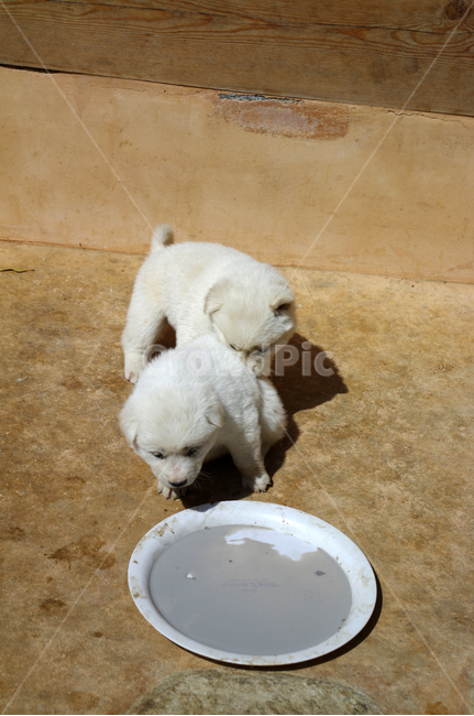 강아지,동물,애완견,반려견,개,animal,동물,animal,포유류,mammal,개,강아지,dog,doggy