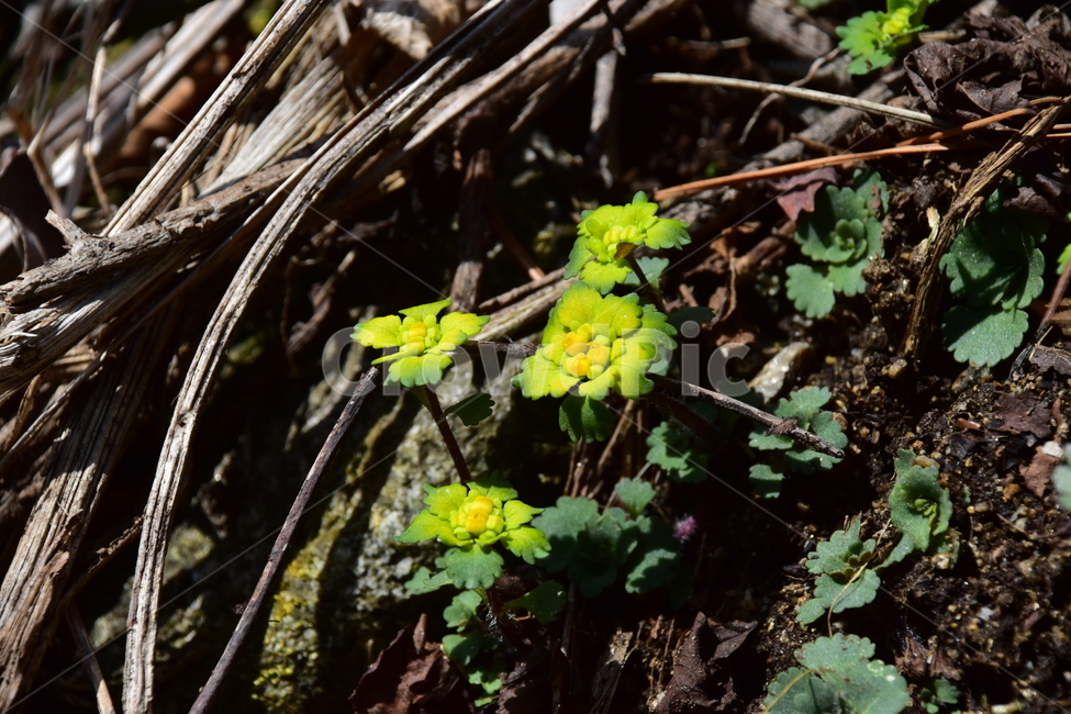 금괭이눈,야생화,봄,눈,꽃,풀꽃,자연,식물,식생,감성,힐링,plants,nature,spring,season,flower,emotion,feeling,노랑,노란색,초본