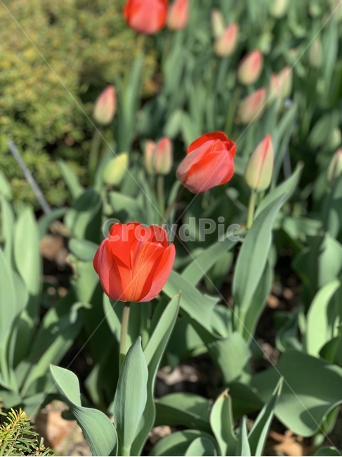 식물,겨울,튤립,꽃,flower,plant,식물,자연,plants,nature,꽃,flower