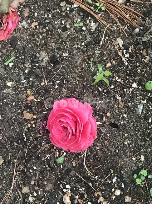 동백,동백꽃,꽃,장미,감성,포인트,핑크,떨어진꽃,식물,자연,plants,nature,꽃,flower