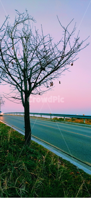 노을,road,도로,풍경,나무,해질녘,scenery,tree,sunset