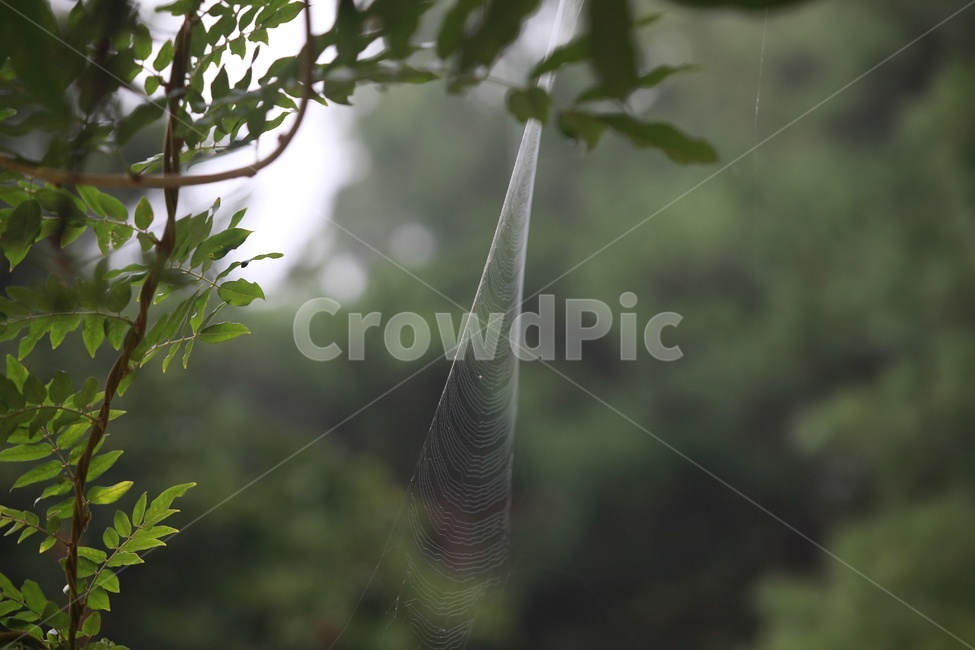 거미줄,풍경,거미,등나무,식물,식물,자연,plants,nature