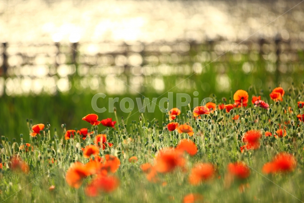 꽃,양귀비꽃,식물,자연,빛,역광,식물,자연,plants,nature,꽃,flower