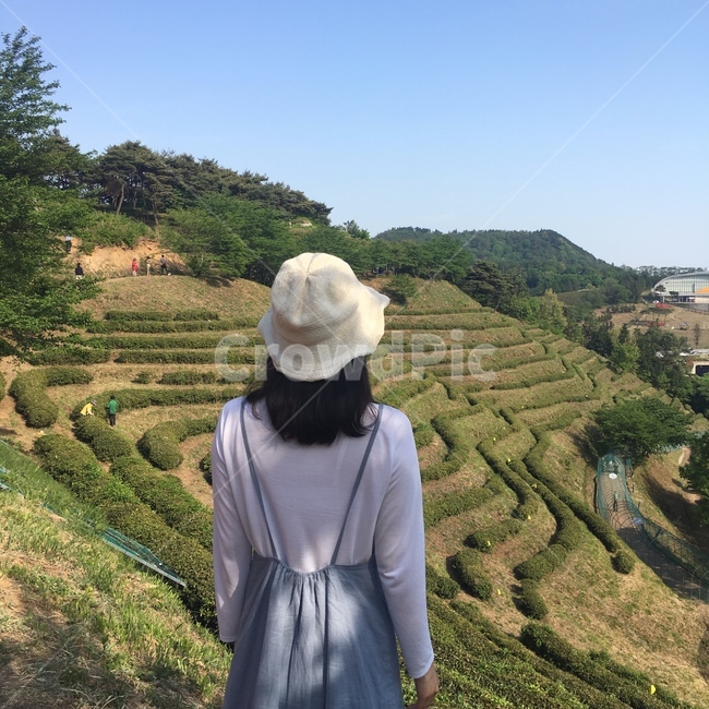 녹차밭,보성,녹차,차,tea,greentea,여성,여자,woman,female,lady,여행,휴가,traveling,vacation,trip,농업,농사,agriculture,farming,farming industry