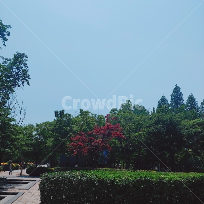 숲,하늘,여름,나무,꽃