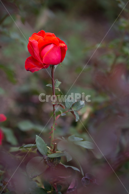 가을,flower,blossom,꽃,plant,식물,식물,자연,plants,nature,꽃,flower