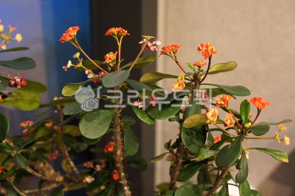 flower,꽃,꽃꽂이,가시나무과,acanthaceae,ikebana,이케바나,flowerarrangement