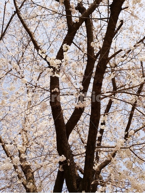 벚꽃나무,벚꽃,식물,나무,자연,감성,힐링,낮,봄,계절,spring,season,plant,tree trunk,나무 줄기,tree