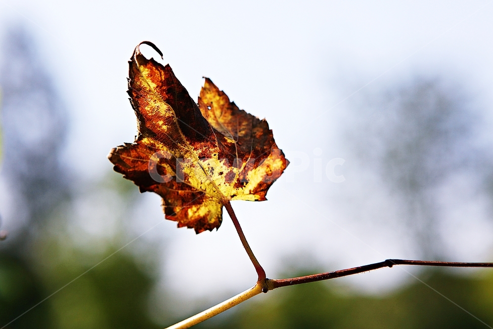 단풍,낙엽,잎,나무잎,가을,식물,자연,계절,색상,색감,칼라,가을,계절,fall,autumn,season,식물,자연,plants,nature,leaf,plant,tree,나무