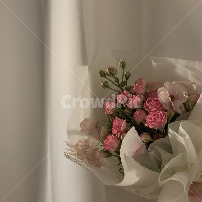 flower,꽃,blossom,plant,식물
