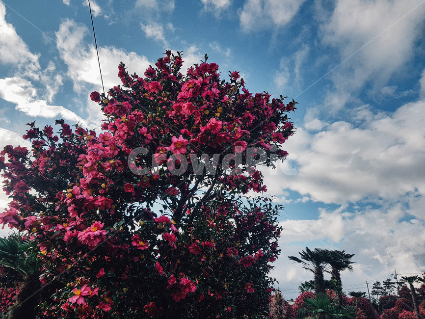 제주,동백꽃,꽃,플라워,구름,하늘,겨울꽃,식물,자연,plants,nature,꽃,flower