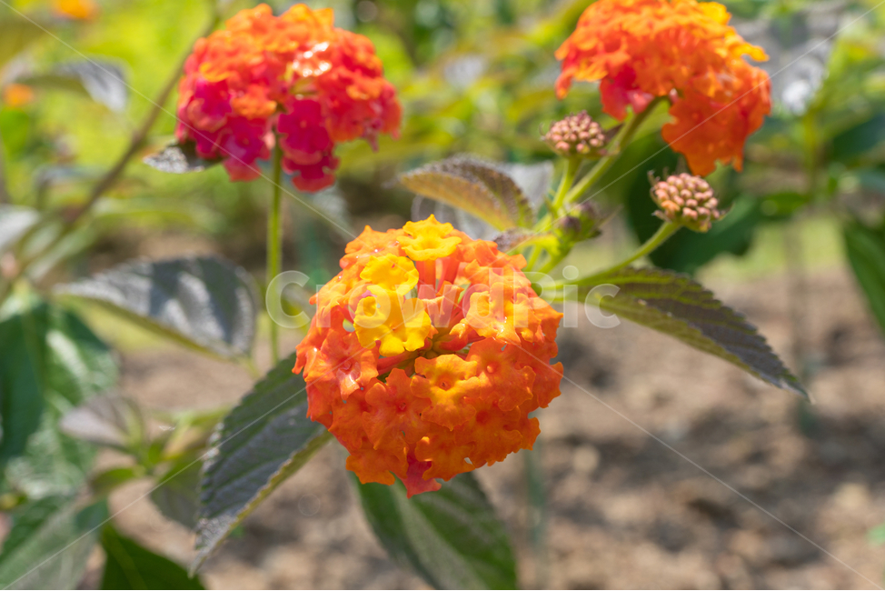 꽃,초록,주황,flower,식물,식물,자연,plants,nature,꽃,flower
