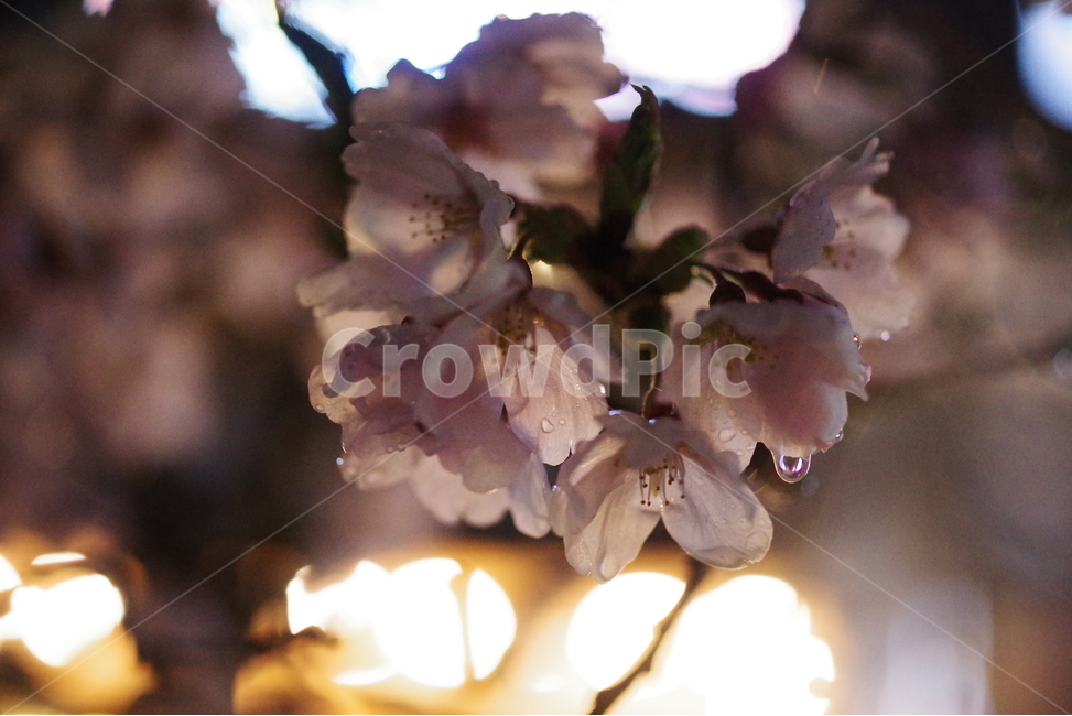 벚꽃,봄꽃,꽃,봄,배경화면,바탕화면,계절,식물,자연,생명,꽃잎,봄,계절,spring,season,식물,자연,plants,nature,꽃,flower,plant,blossom,cherry blossom