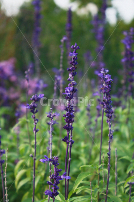 꽃,식물,공원,보라색꽃,자연,식물,자연,plants,nature,꽃,flower