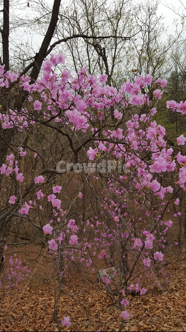 진달래,진달래꽃,분홍,봄,산,봄꽃,봄산,봄나무,나무,식물,자연,plants,nature,꽃,flower